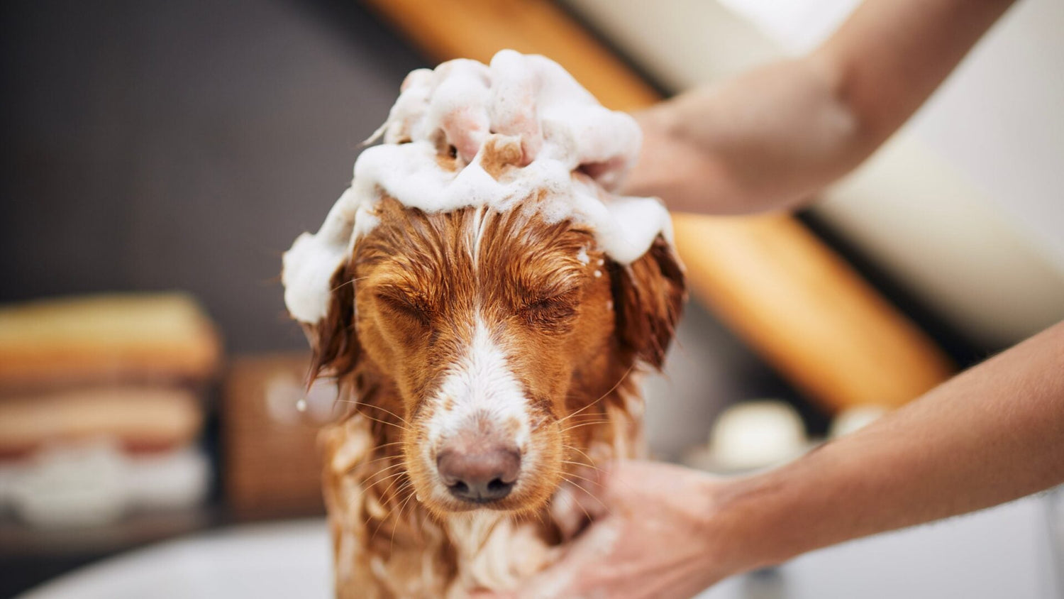 Pet Grooming
